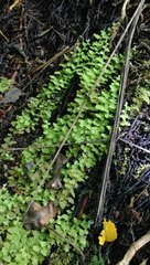 Trichocolea mollissima