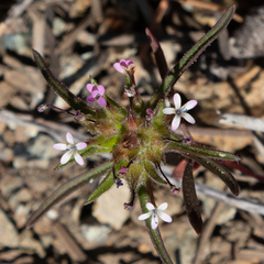 Collomia tracyi