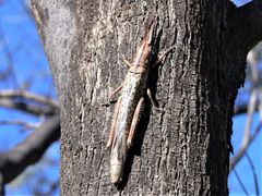 Macrolobalia ocellata