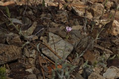 Lessingia nemaclada