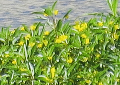 photo of Water Primrose (Ludwigia hexapetala)