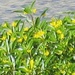photo of Water Primrose (Ludwigia hexapetala)