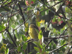 Thlypopsis superciliaris