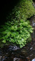 Marchantia foliacea