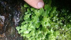 Marchantia foliacea