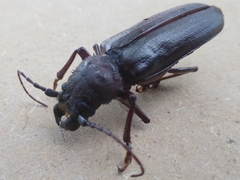 Aplagiognathus spinosus