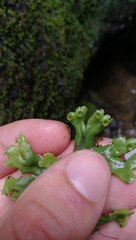 Marchantia foliacea