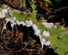 Cochineal Insects - Photo (c) Mary Keim, some rights reserved (CC BY-NC-SA)