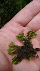 Marchantia foliacea