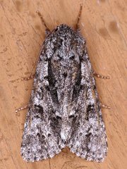Acronicta impressa