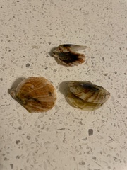 Electroma papilionacea