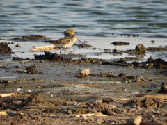 Calidris bairdii