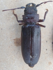 Aplagiognathus spinosus