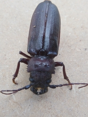 Aplagiognathus spinosus