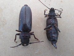 Aplagiognathus spinosus