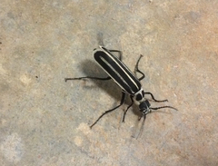 Epicauta atrivittata