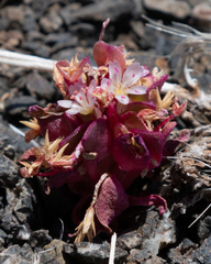 Claytonia saxosa