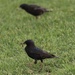 photo of European Starling (Sturnus vulgaris)