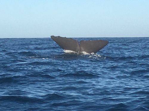 Sperm whale