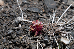 Claytonia saxosa