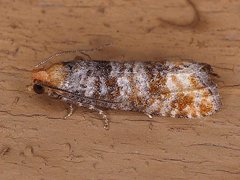 Retinia pallipennis