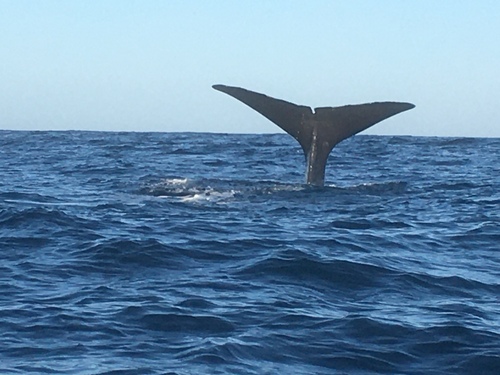 Sperm whale