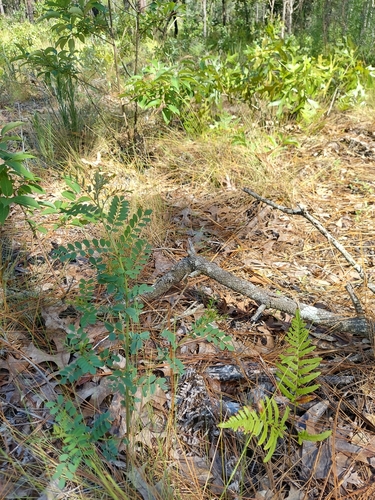 Image of Indigofera caroliniana by (c) Athena Philips, some rights reserved (CC BY)