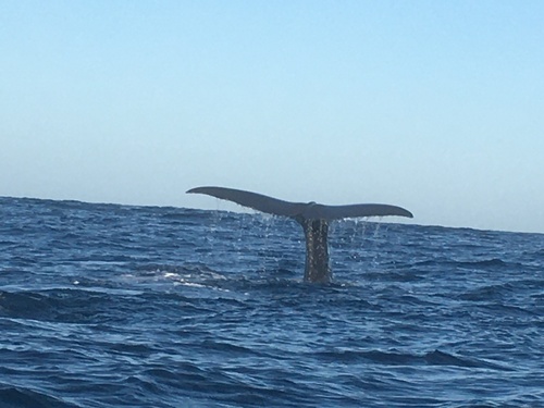 Sperm whale