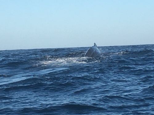 Sperm whale