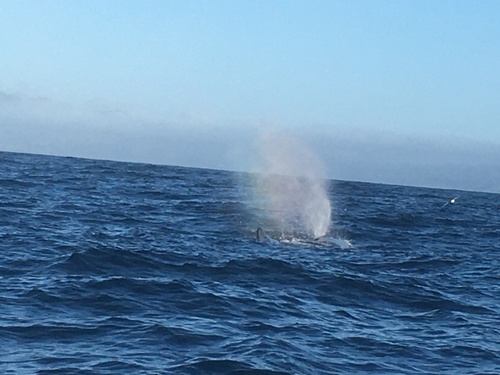 Sperm whale
