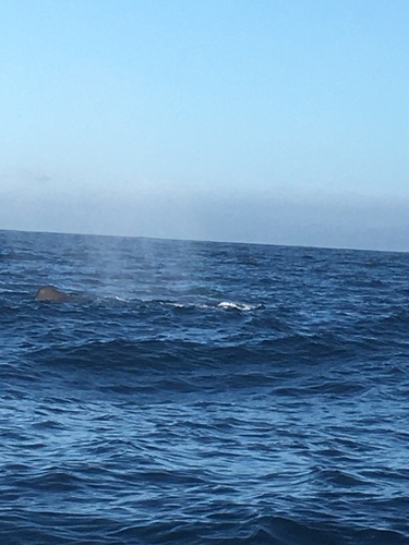 Sperm whale