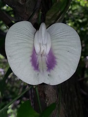 Centrosema sagittatum