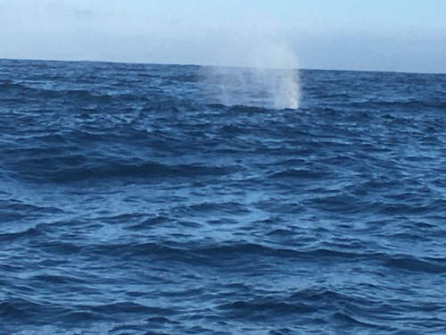 Sperm whale