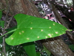 Centrosema sagittatum