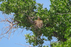 Ictinia mississippiensis