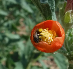 Macroteropsis