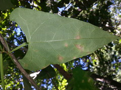 Centrosema sagittatum
