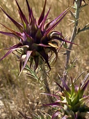 Cynara algarbiensis
