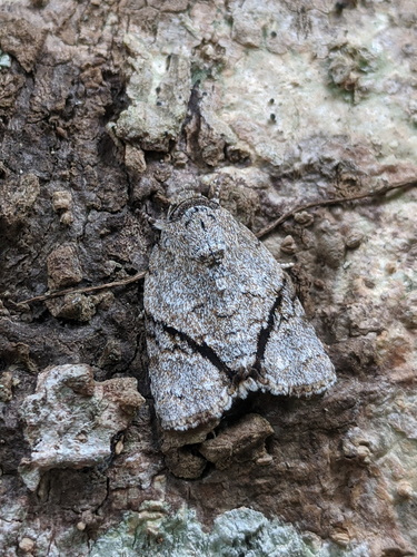 How to identify Blenina donans Walker