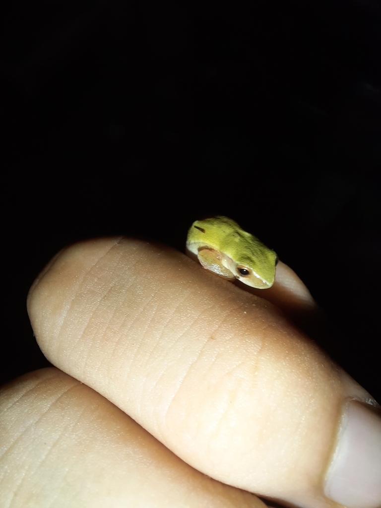 Lagoa Santa Treefrog