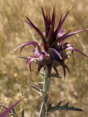 Cynara algarbiensis