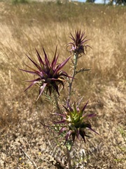 Cynara algarbiensis