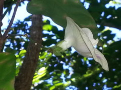 Centrosema sagittatum