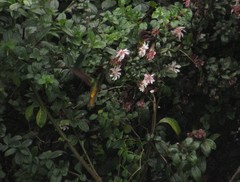 Coeligena bonapartei