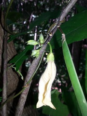 Centrosema sagittatum