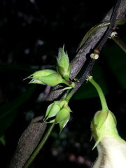 Centrosema sagittatum