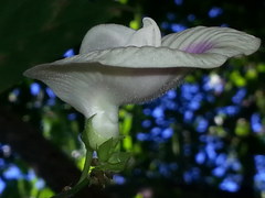 Centrosema sagittatum