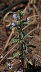 Sairocarpus cornutus