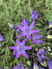 Triteleia