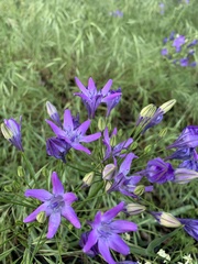 Triteleia